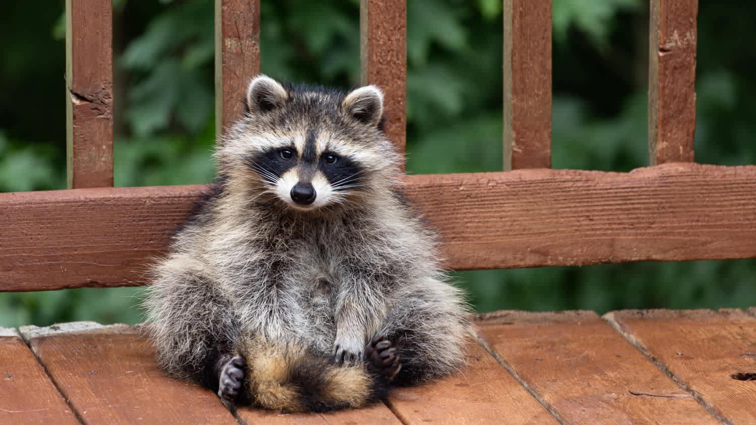 A raccoon sitting at a wooden deck