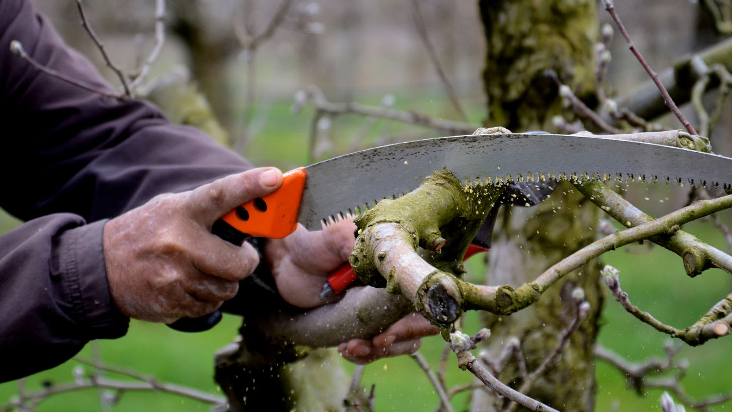 A man trimming tree branches with a hand saw