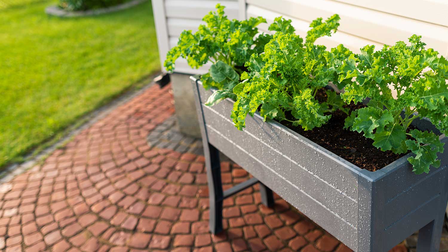 Raised garden box in the yard