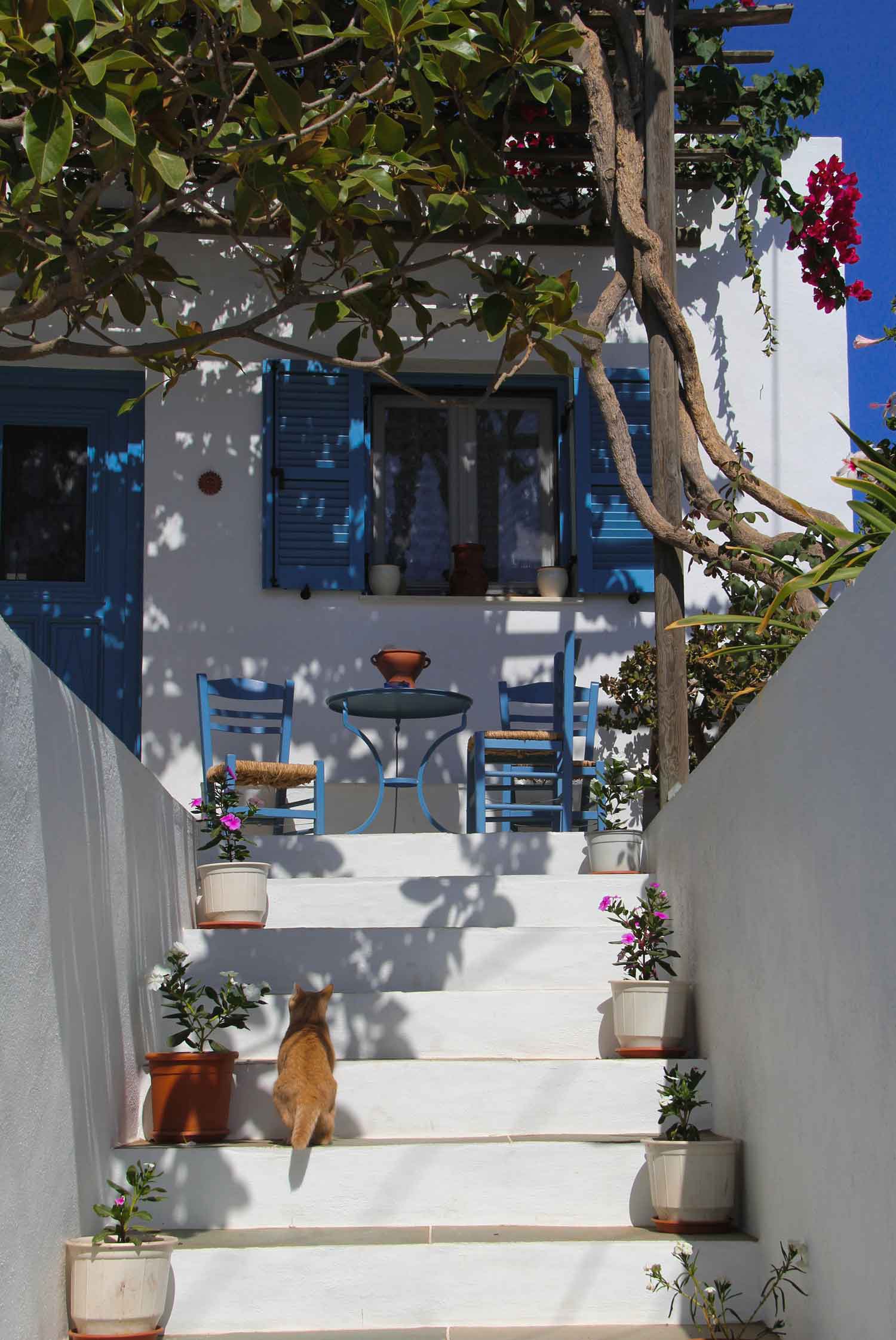 A stairway with potted plants