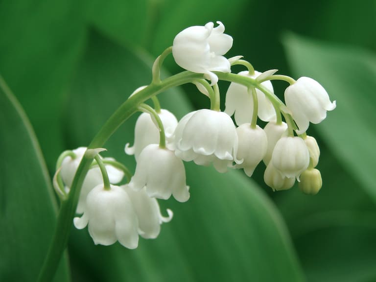 closeup of lily of the valley flowers, with white petals and green stems and leaves