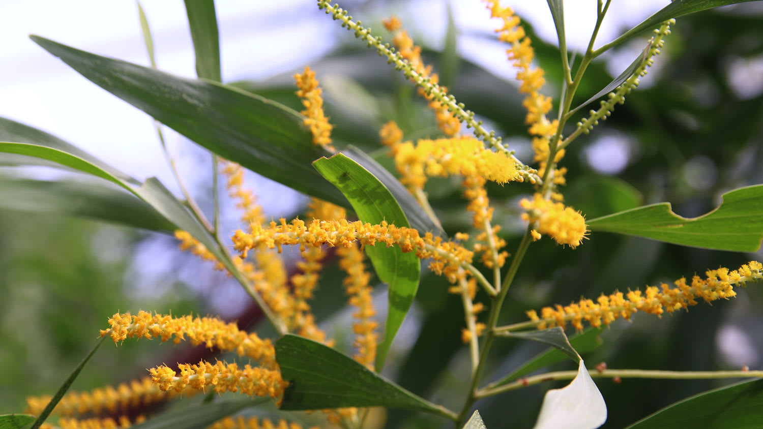 An earleaf acacia scientifically known as acacia auriculiformis