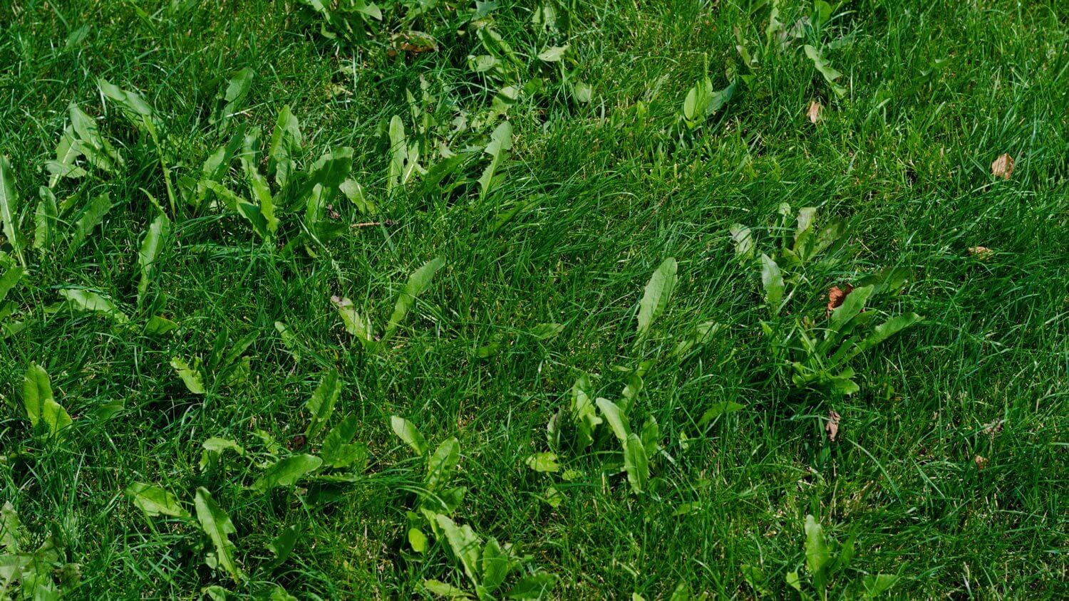 Green grass with weeds on a summer day