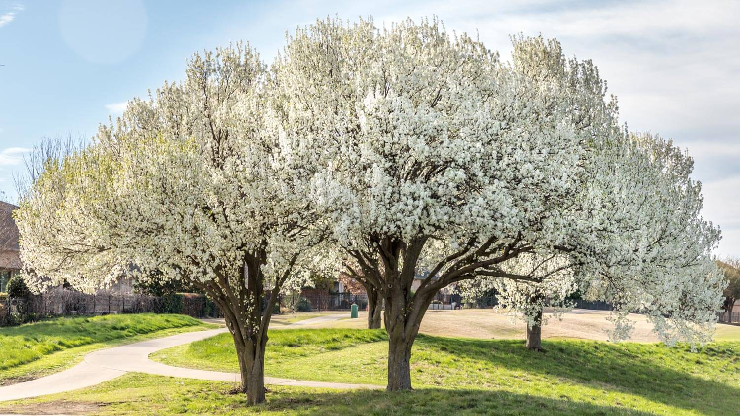 A bunch of bloomed callers pear trees