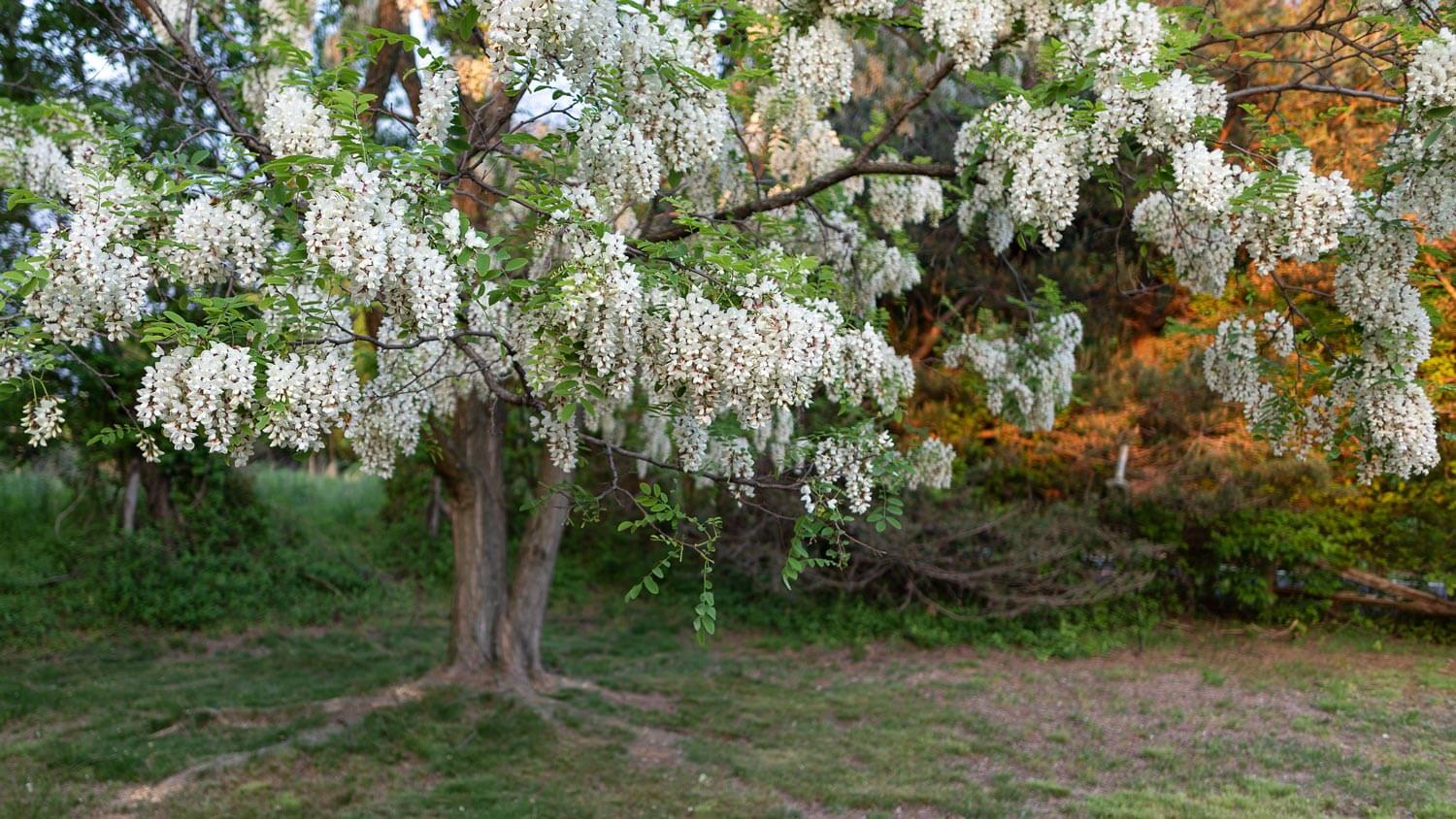A robinia pseudoacacia known as a black locust tree
