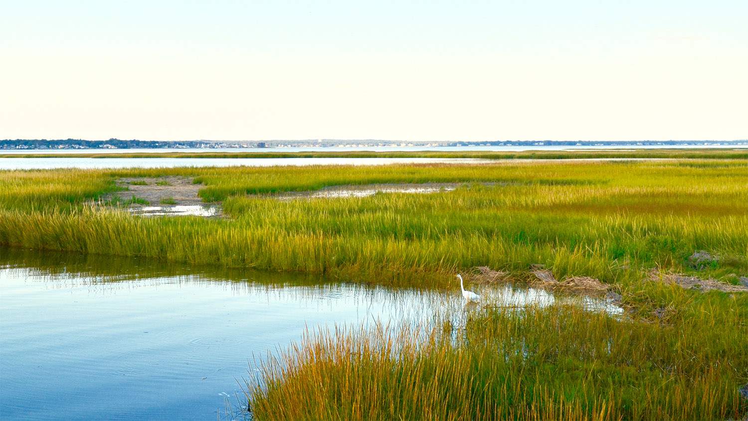 Dense-Flowered Cordgrass along the water