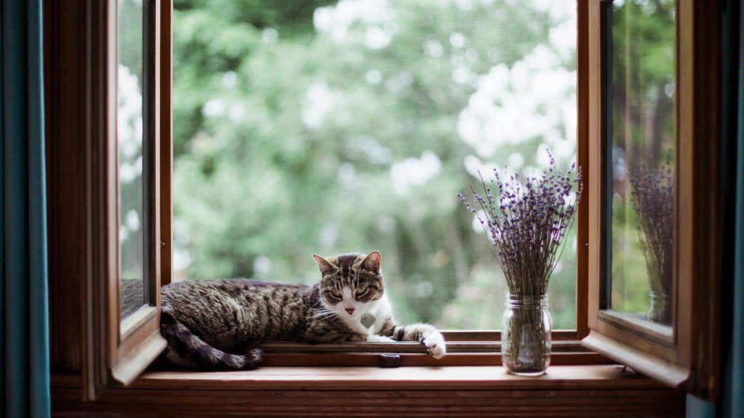 A cat lying down by a window