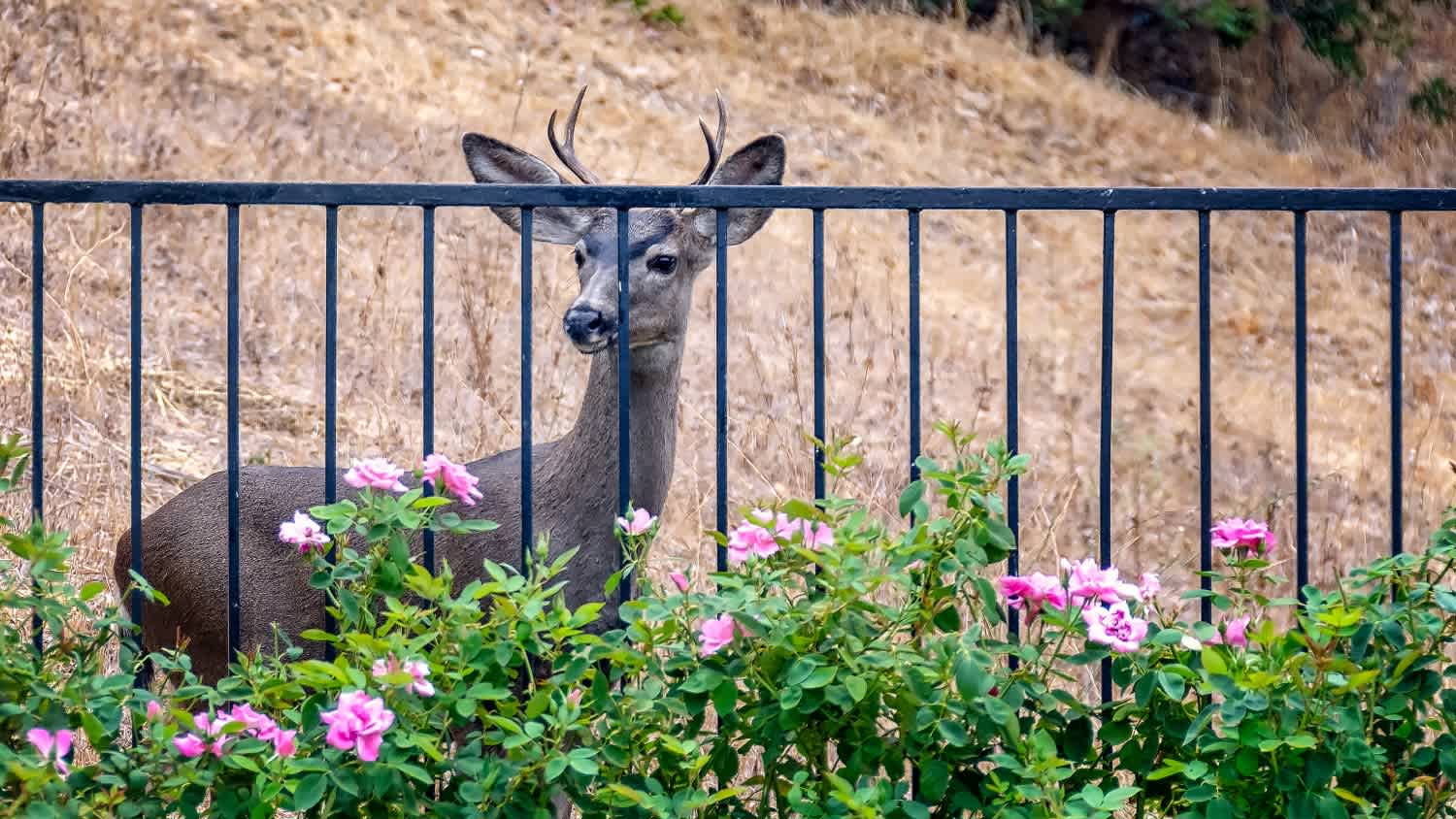 A young deer looks at roses in California backyard