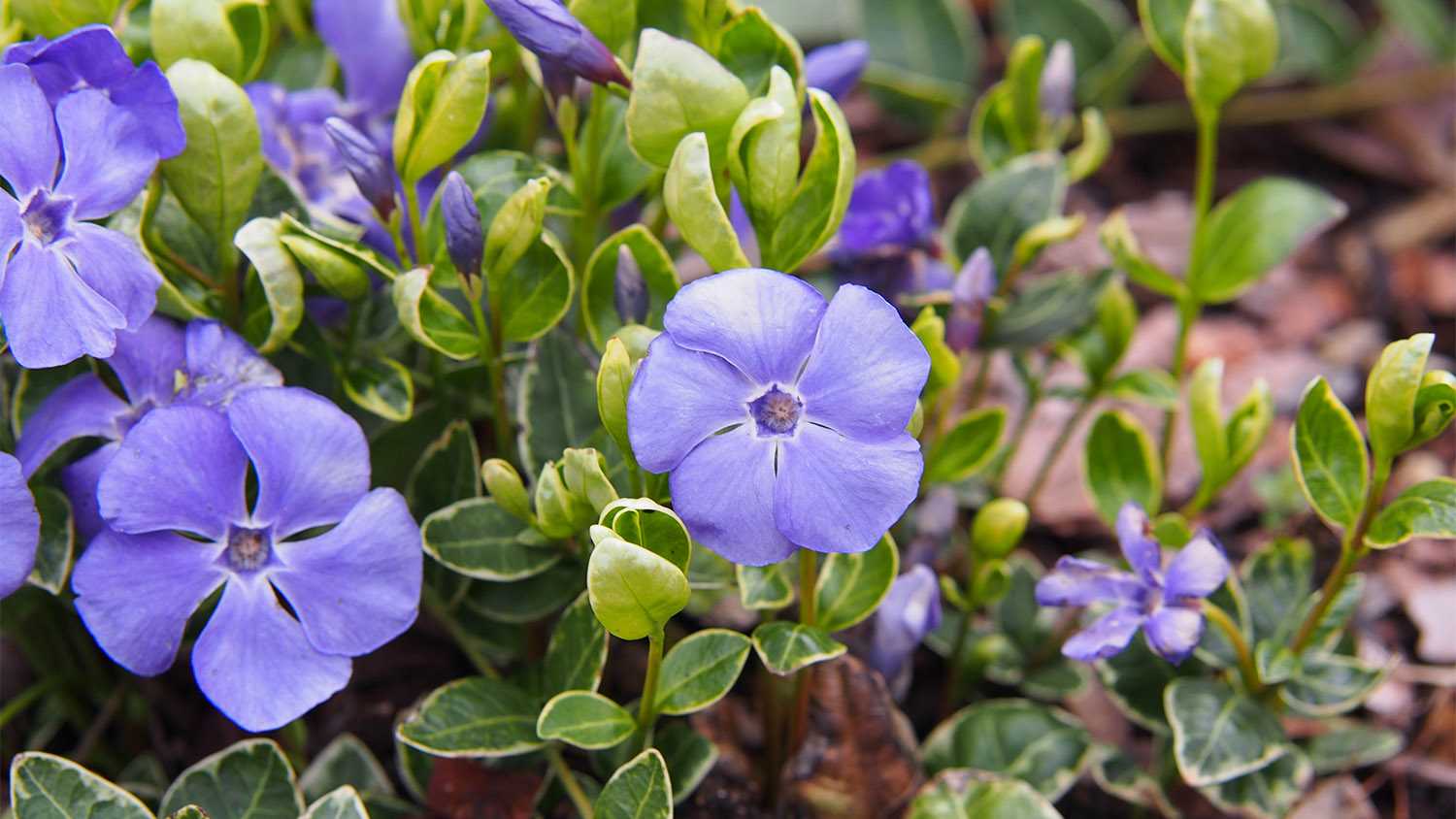 purple periwinkle flowers growing in garden