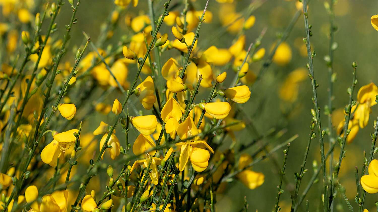 yellow scotch broom flowers in field