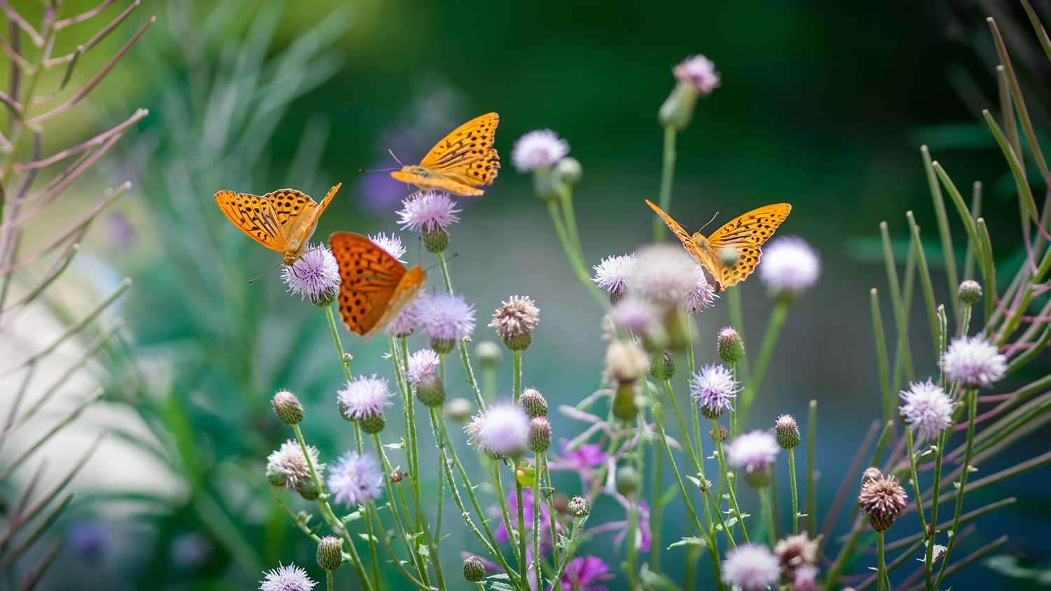 Closeup of a garden with orange butterflies