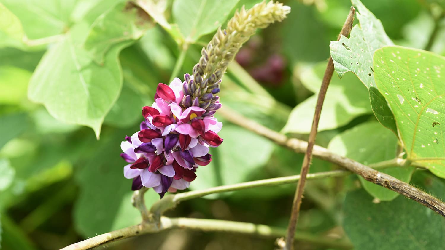 Japanese kudzu flowers