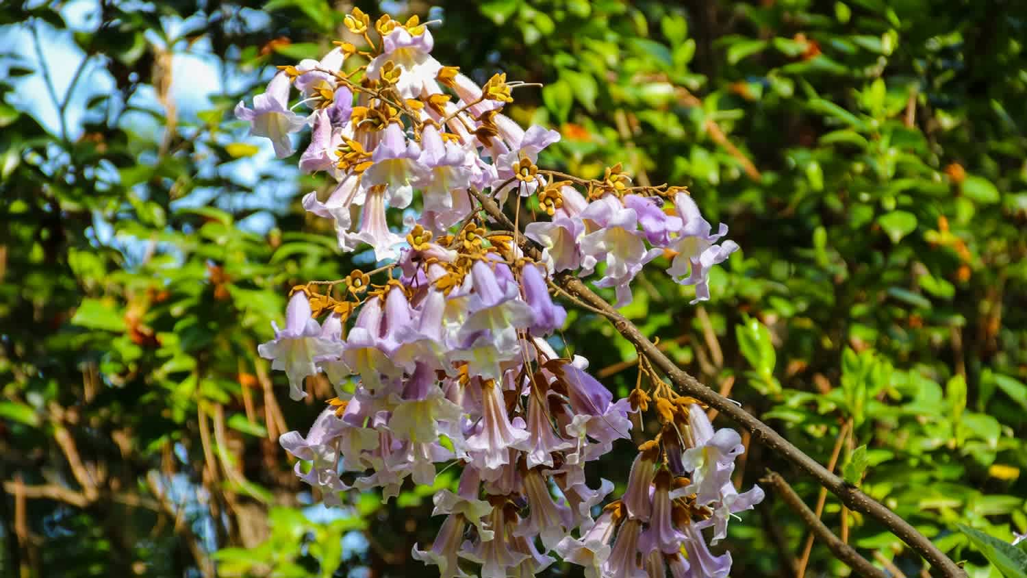 A princess tree with lilac bloomings