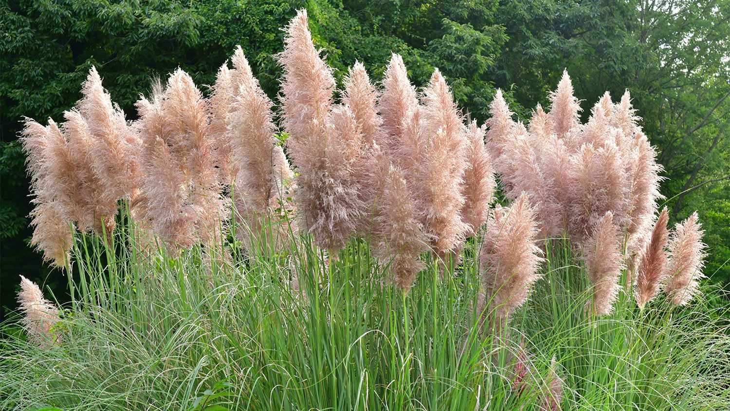 pink pampas grass in field