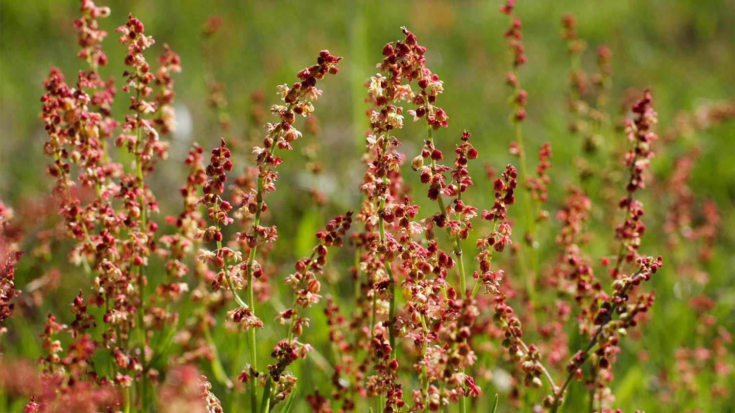 red sheep sorrel plant in field