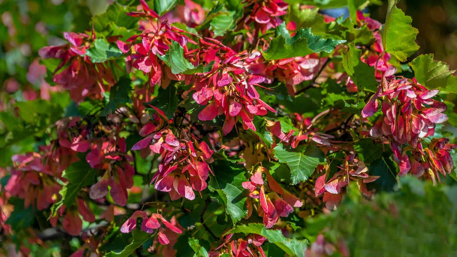 An acer ginalla commonly known as amur maple