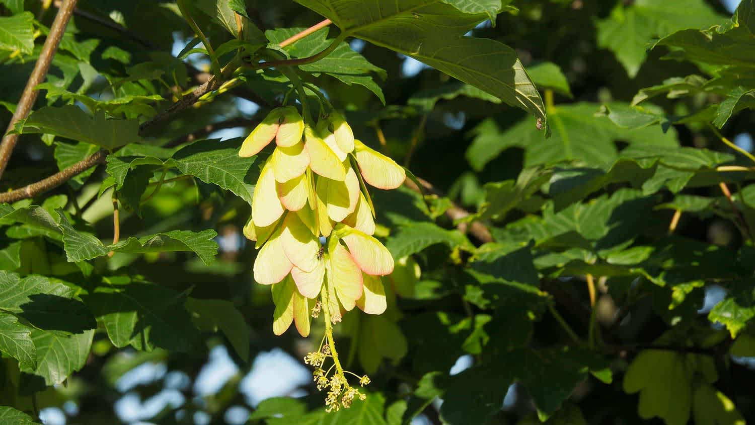 An acer pseudoplatanus l. known as sycamore maple