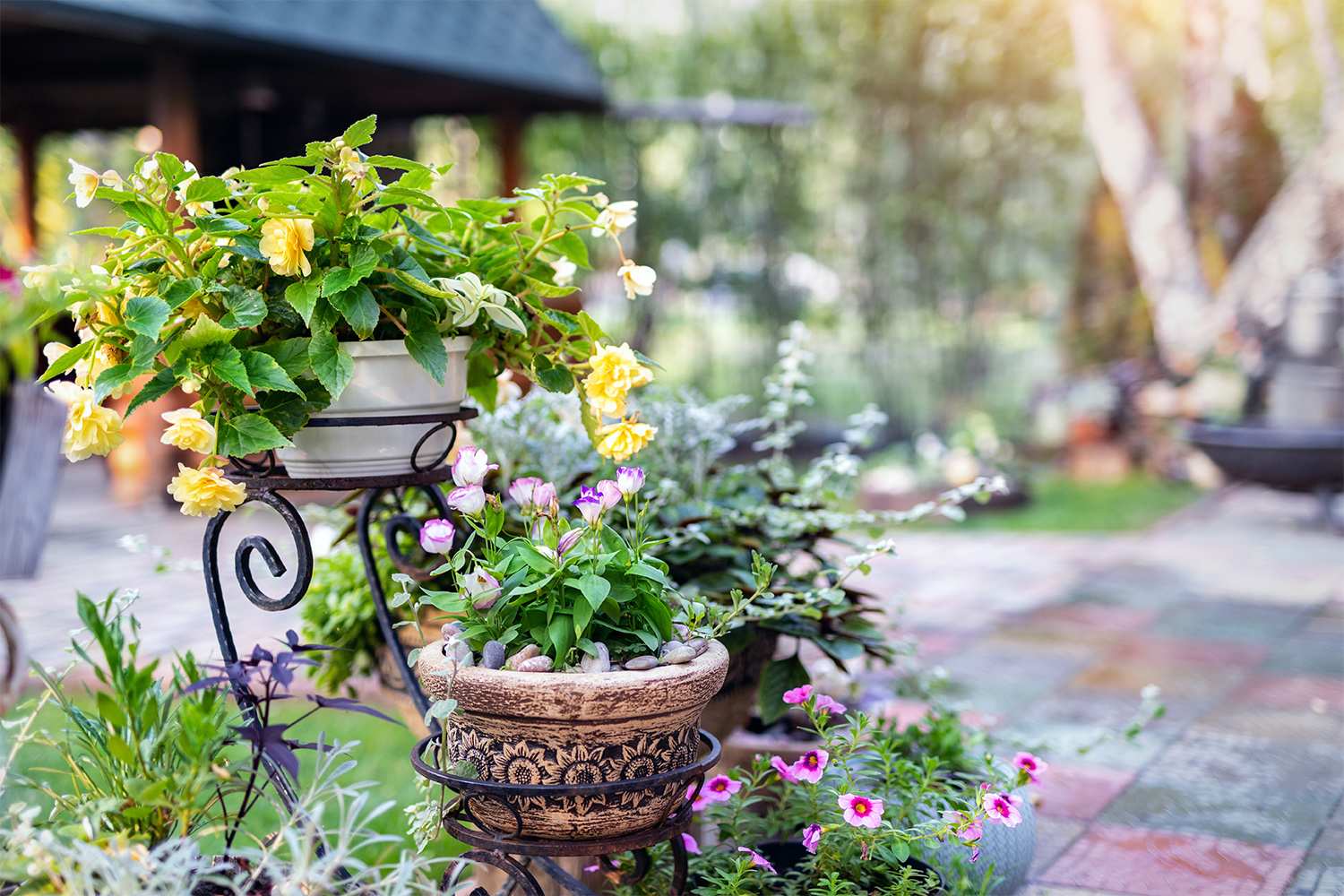 Flowers in backyard planters