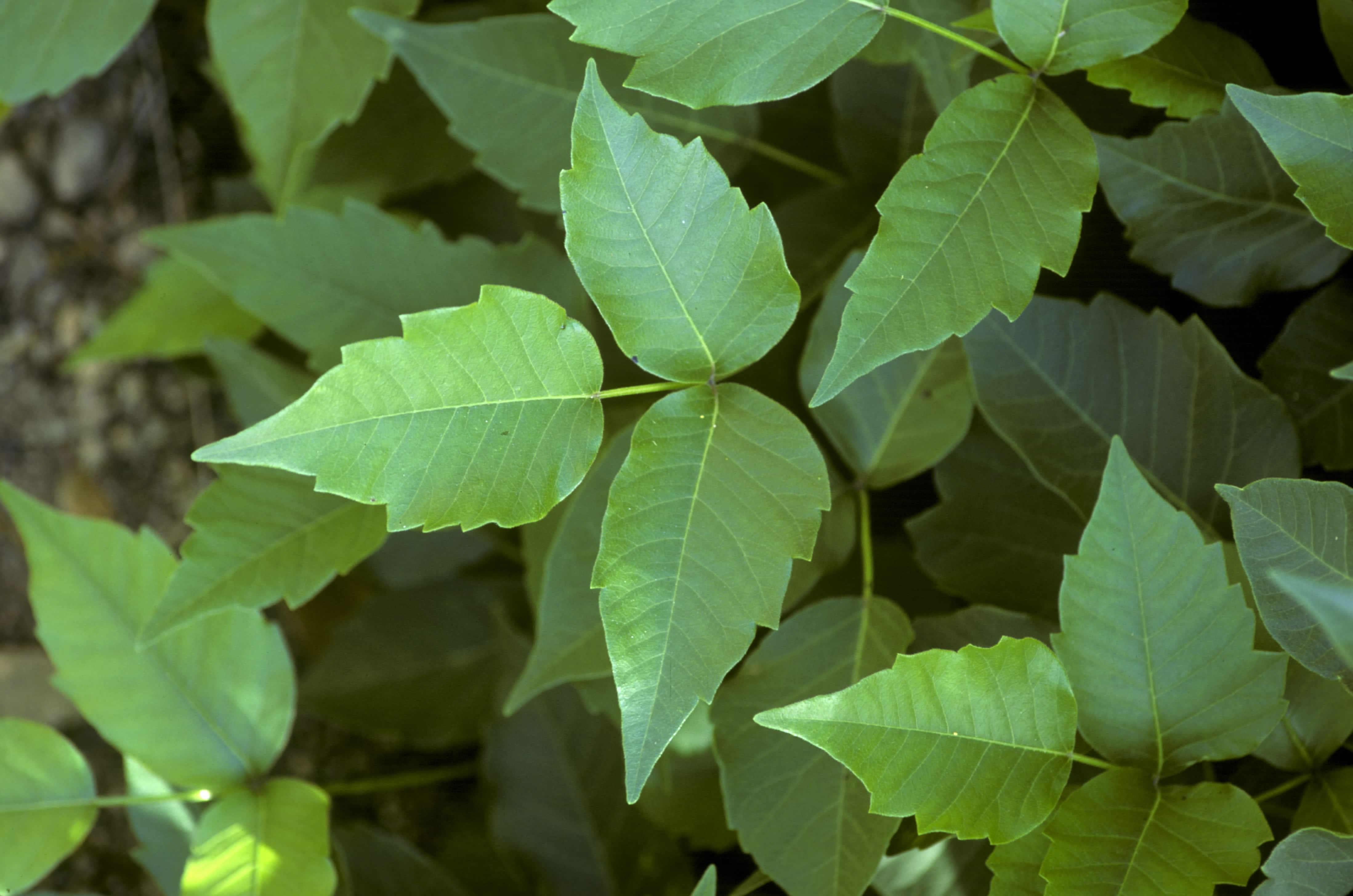A close up of a poison ivy plant