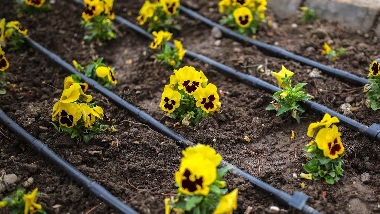 yellow flowers in home garden with drip irrigation