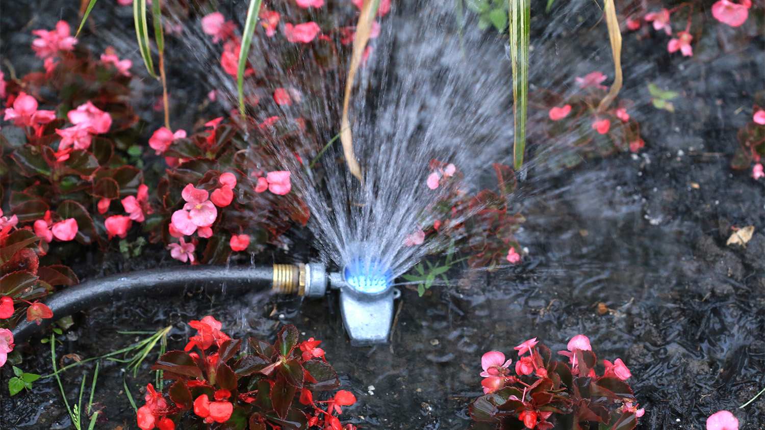 Garden sprinkler watering the outdoor flower bed