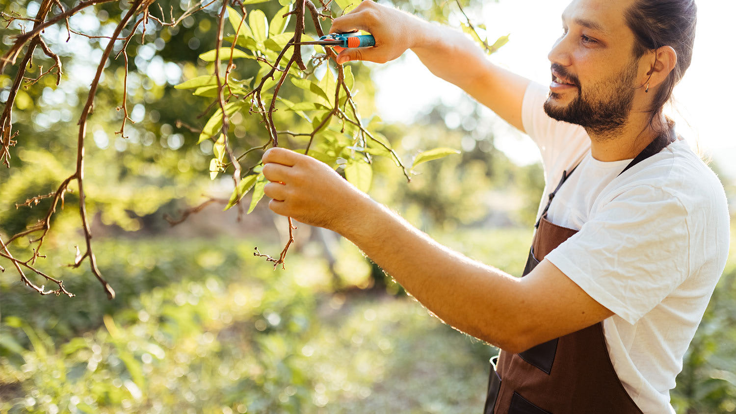 Man pruning tree sunlight