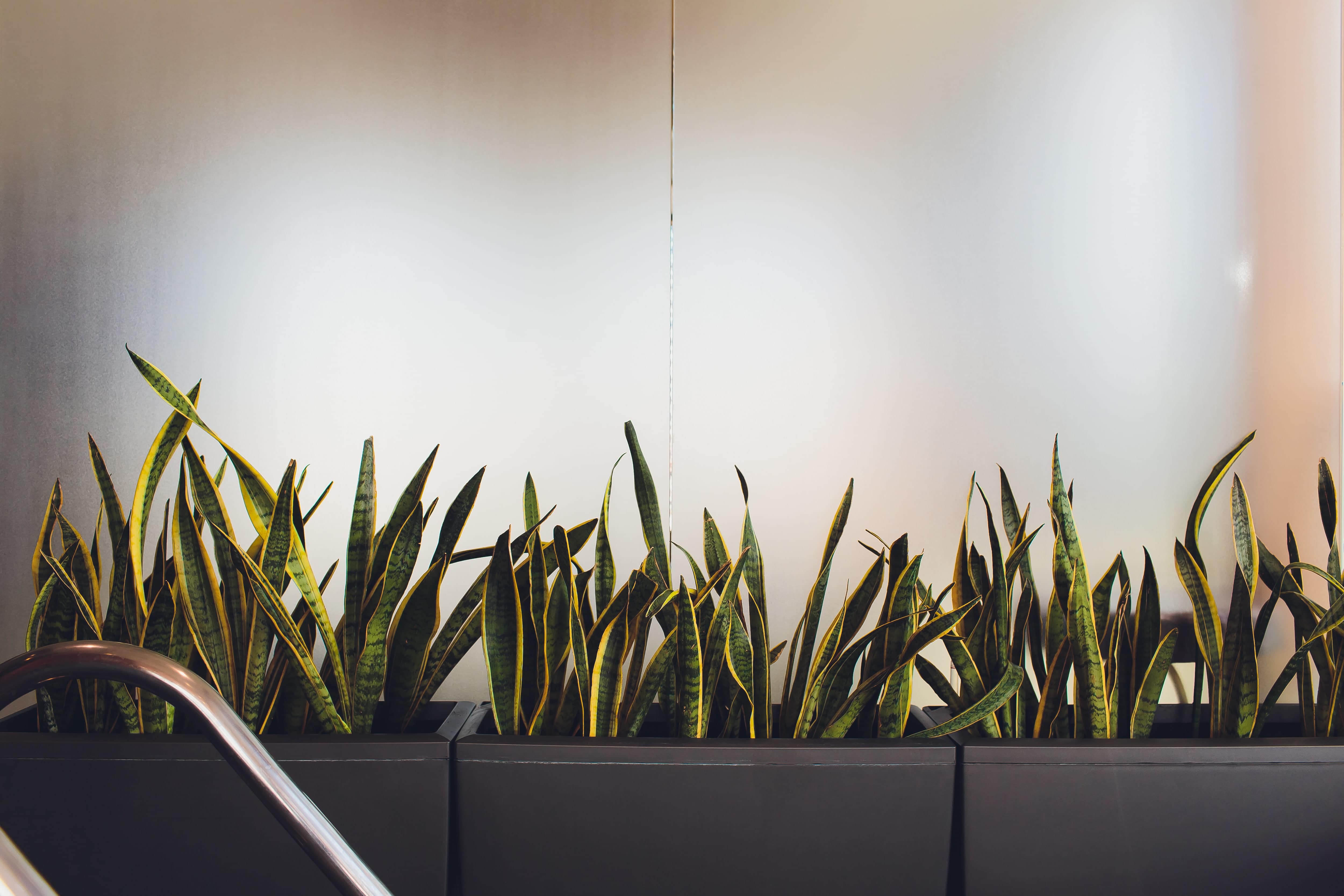 Large indoor planter planters