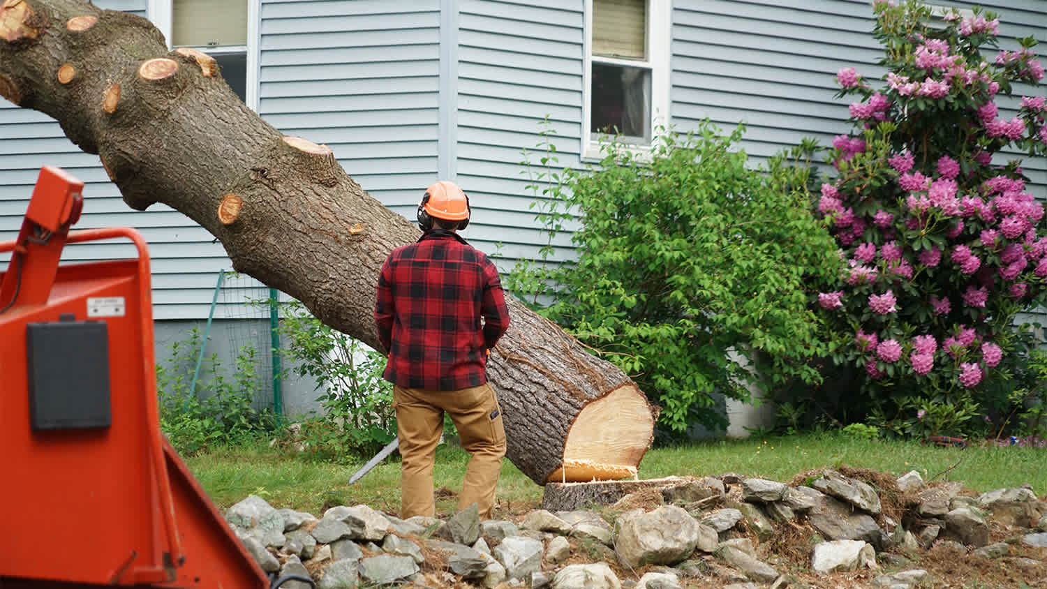 worker cutting down tree in front of home