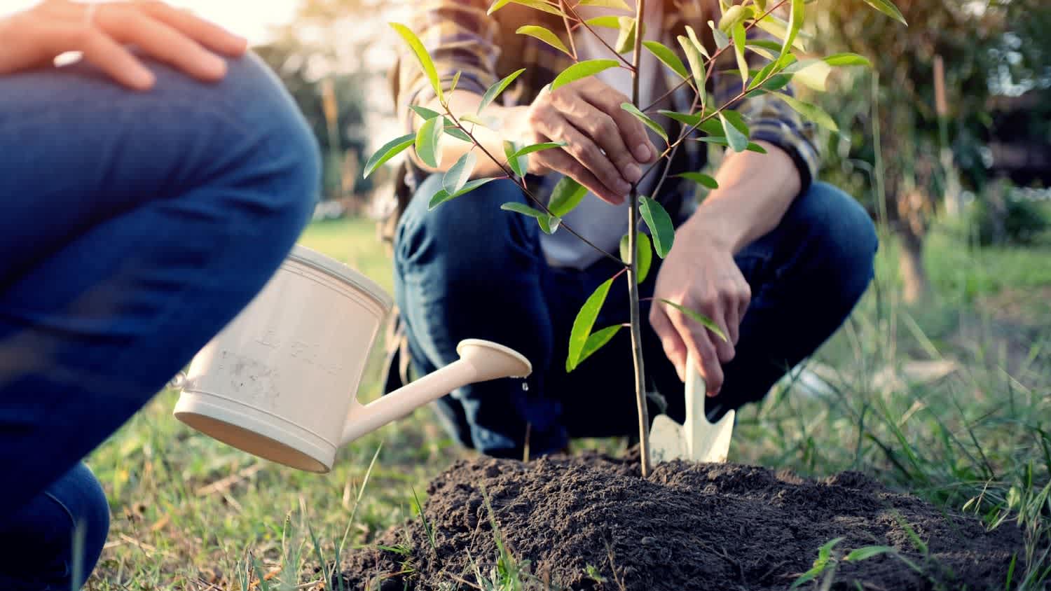 Men gardening and watering plants