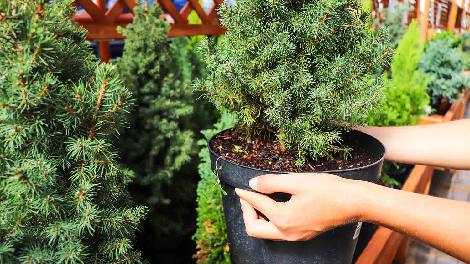 fir tree plants  for sale