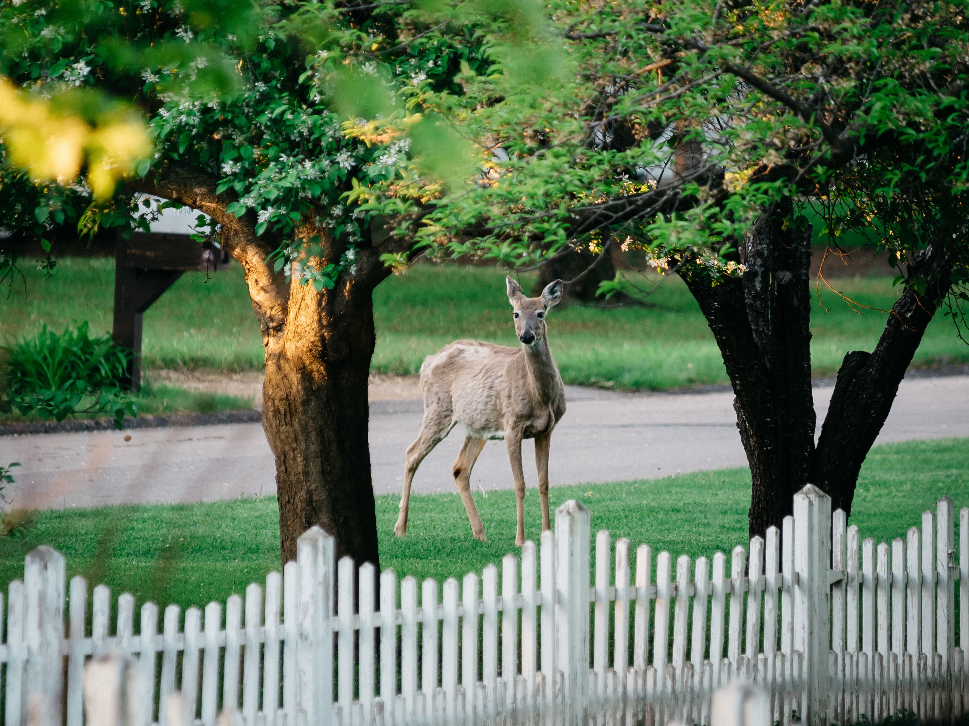 A deer standing in the grass outside of a white picket fence