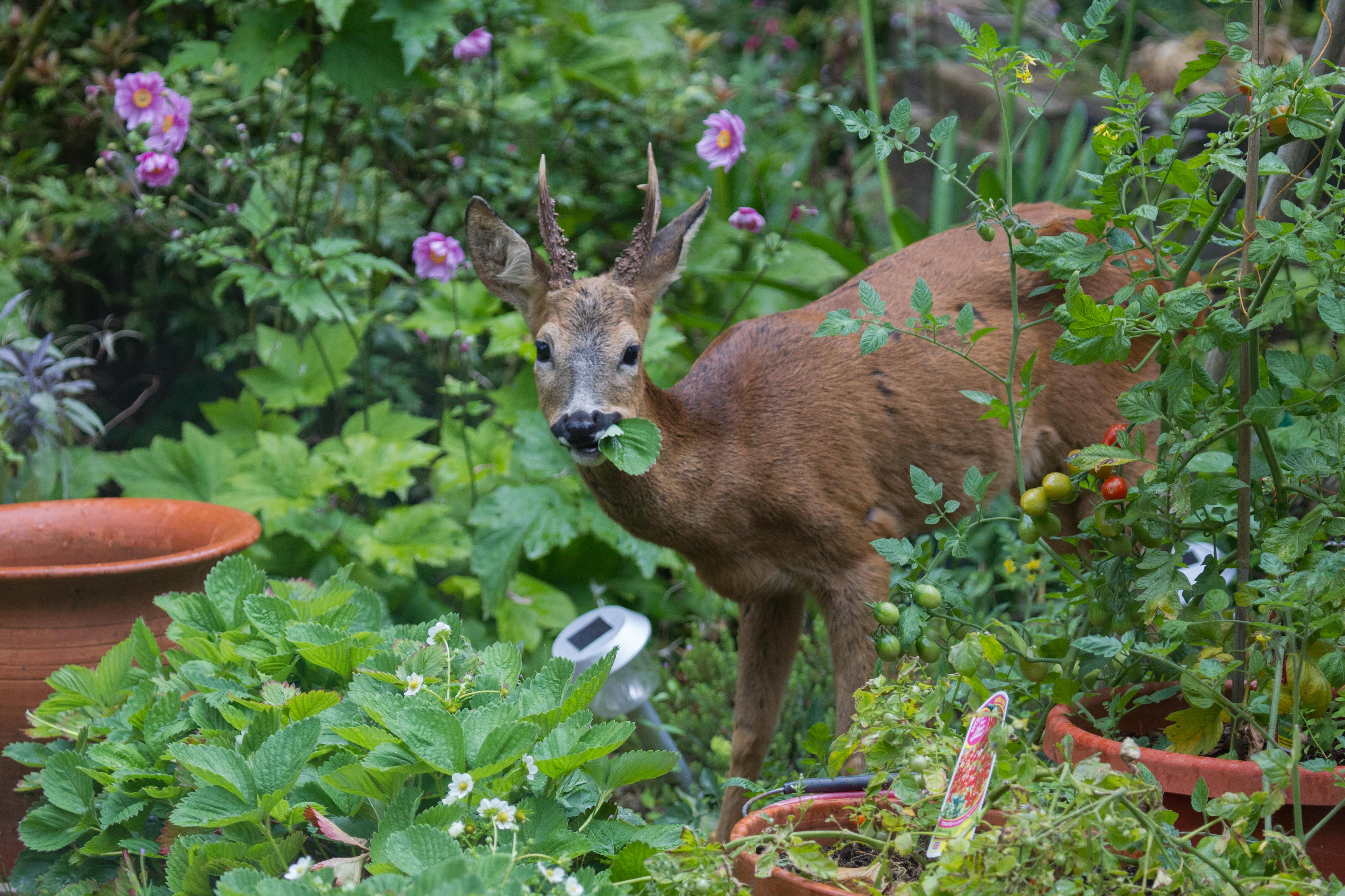 A young buck deer eating leaves in a residential garden