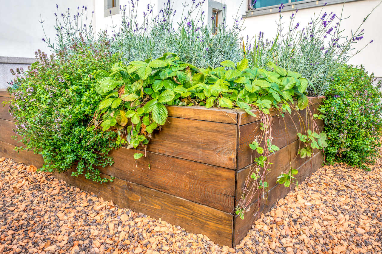 A raised bed of green plants