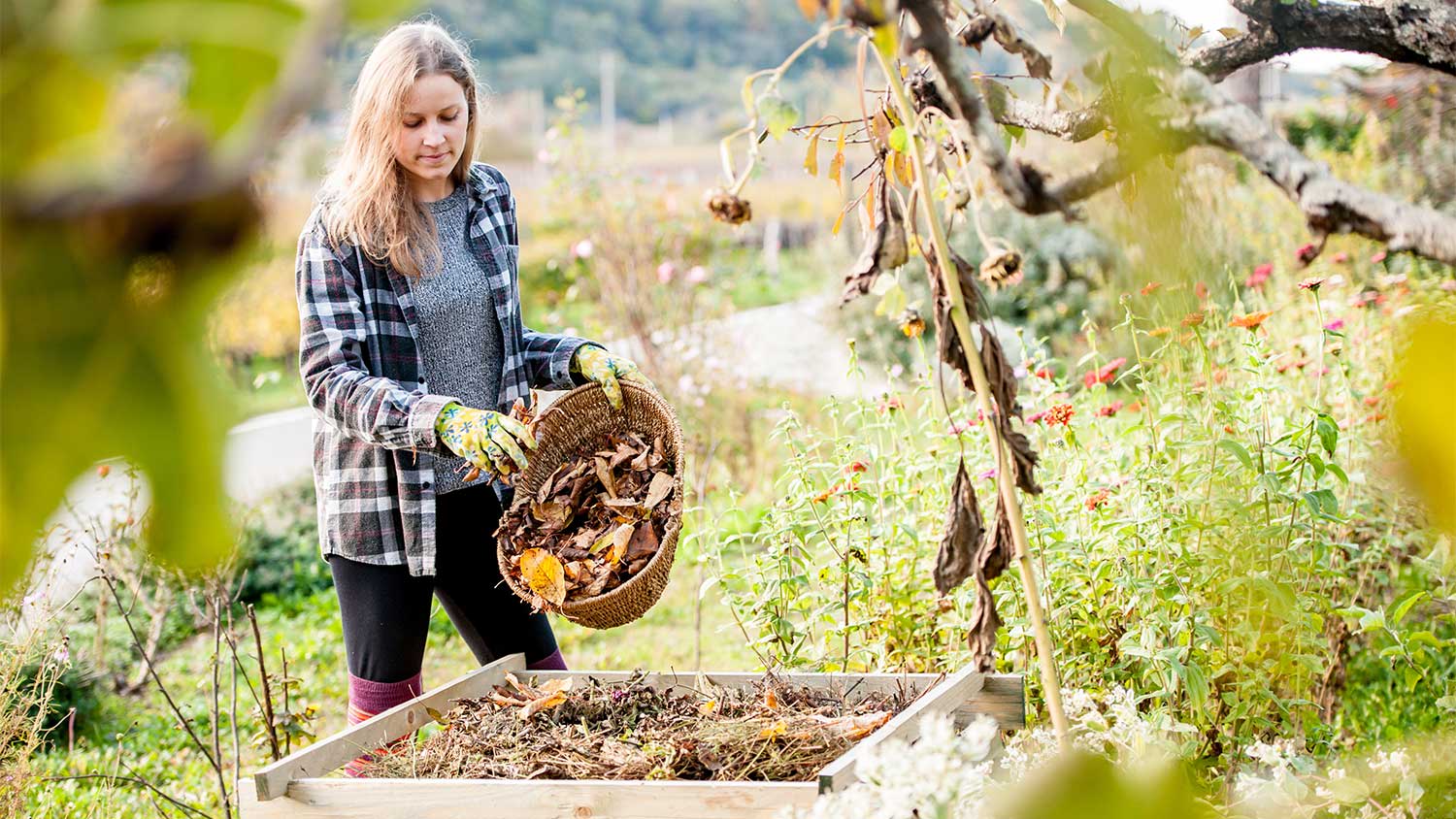 Woman composting yard waste