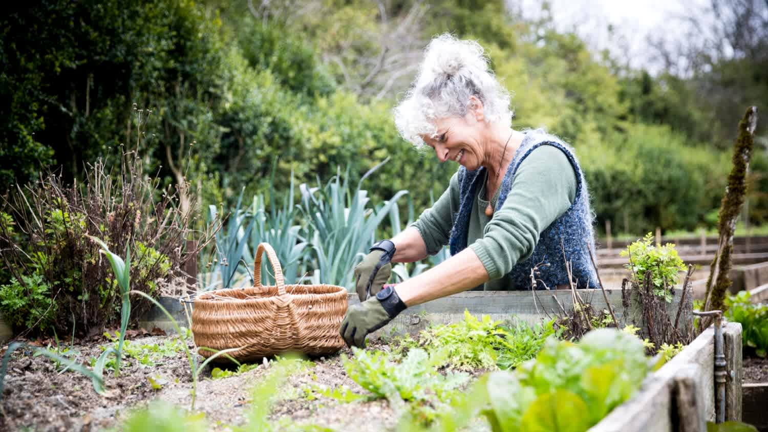 Gardener tending lettuce raised bed