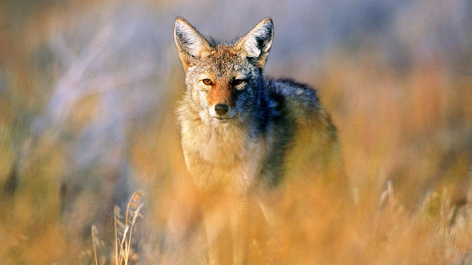 A coyote in the wild staring at the camera