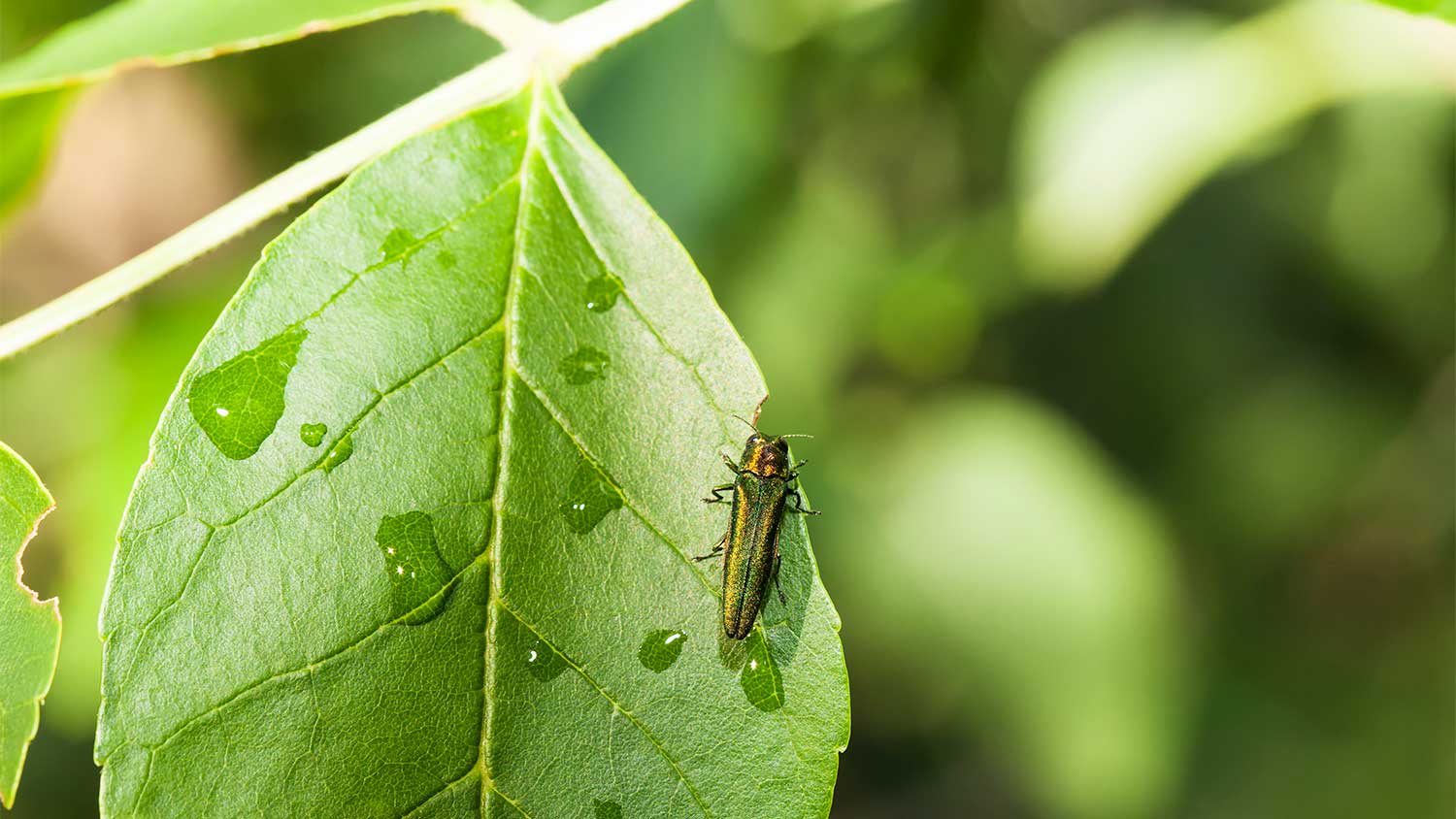 Emerald ash borer beetle on leaf