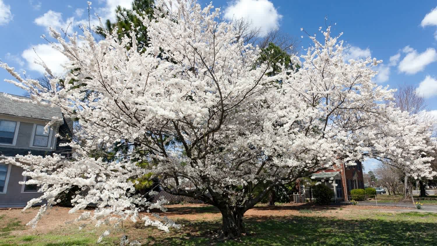 A blooming Bradford Pear Tree