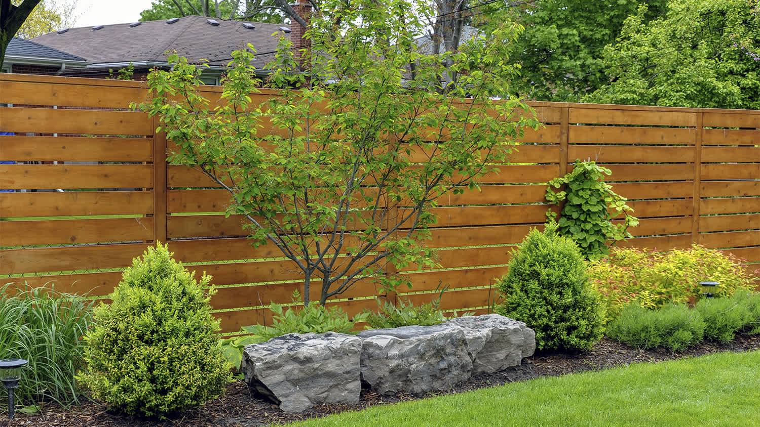 boxwood shrubs lined up against fence