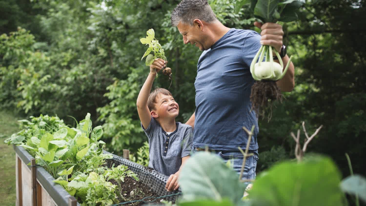 Father son harvesting root vegetables