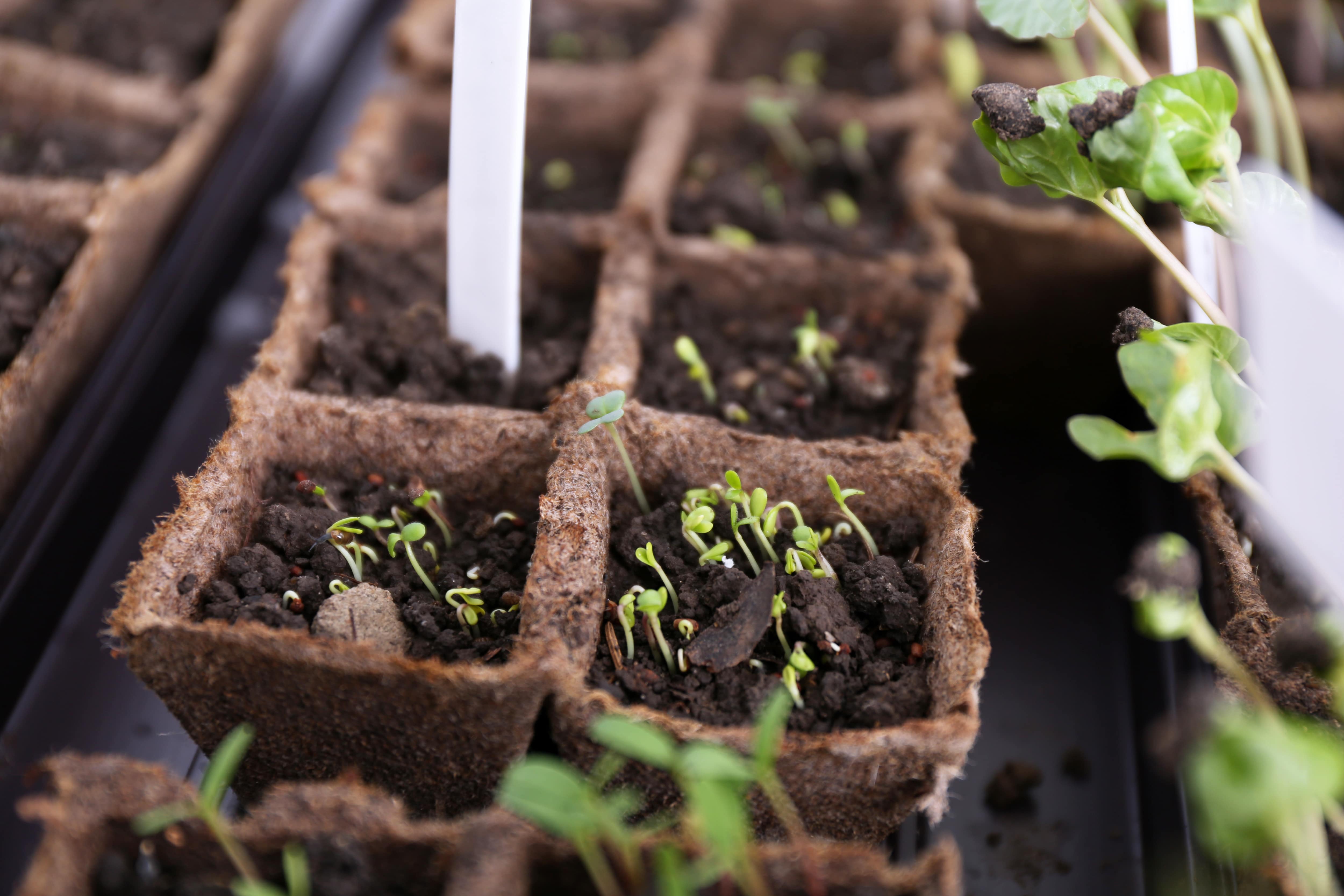 Young seedlings growing together in a plug tray