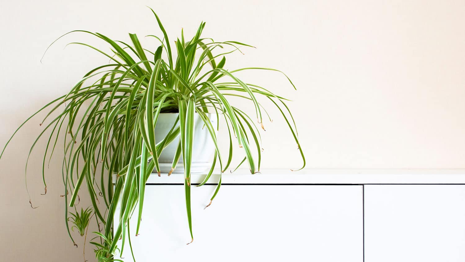 Spider plant white shelf