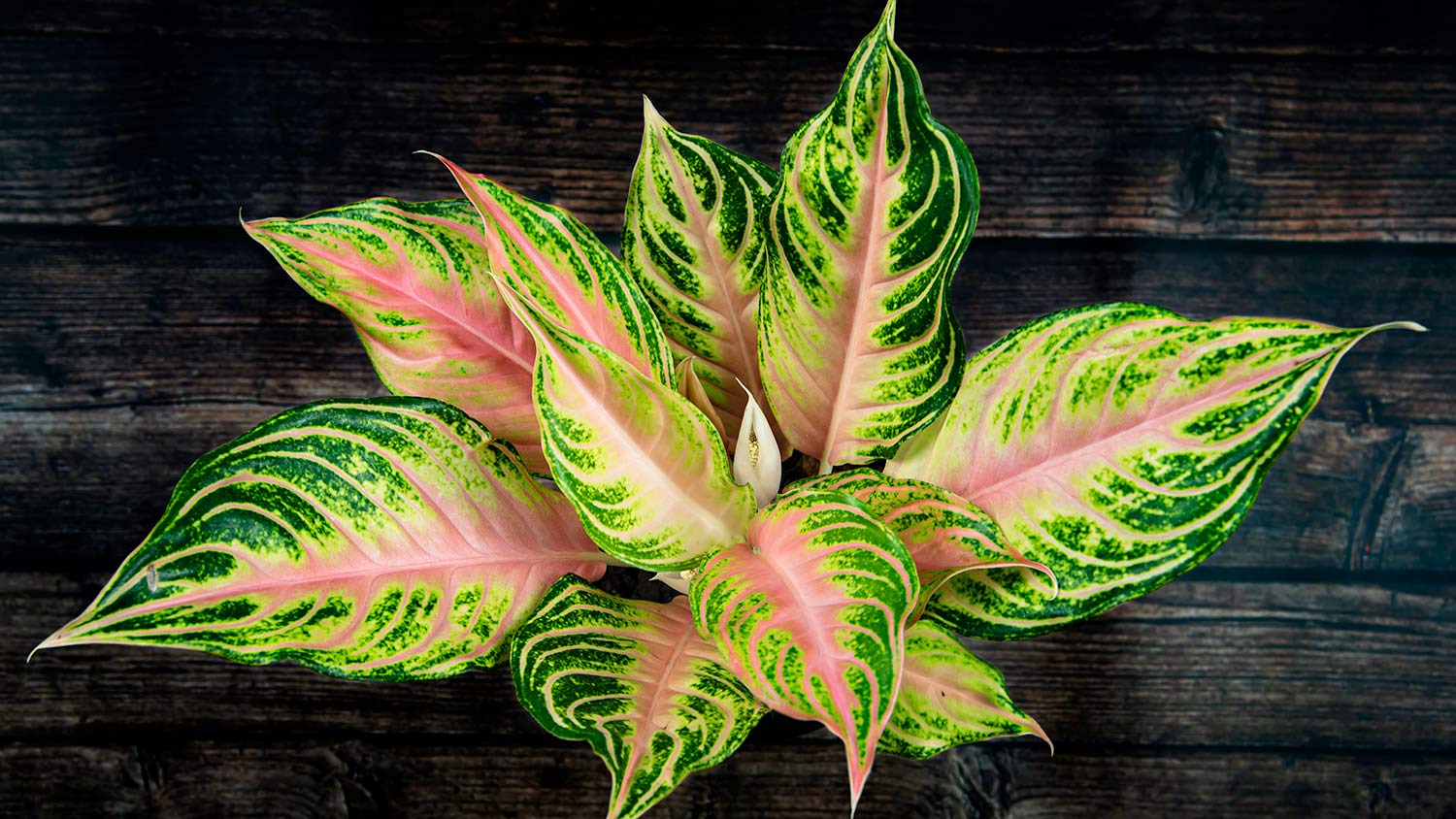 House plant green and pink leaves