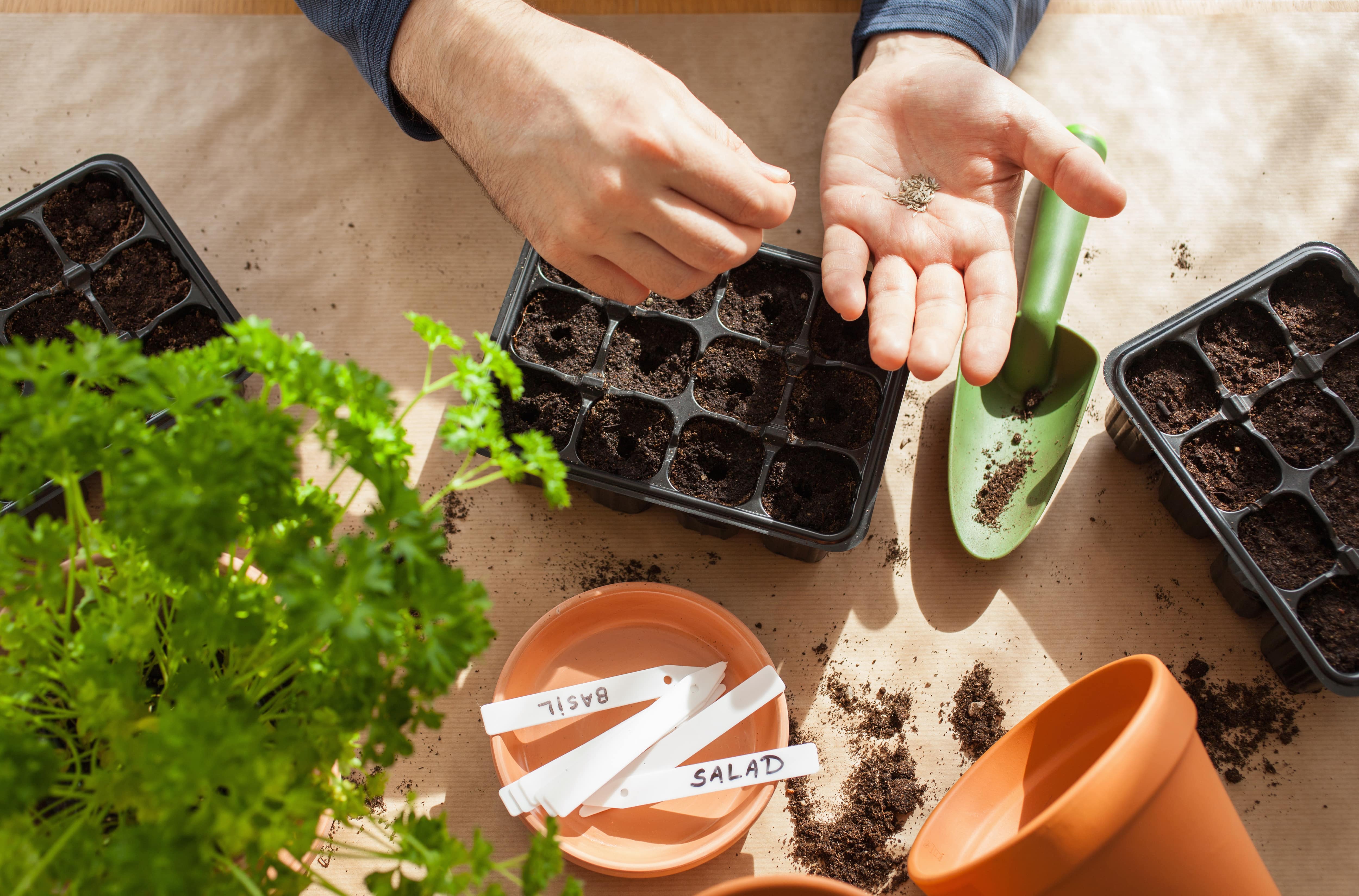 Close up of hands sowing seeds in a plug tray