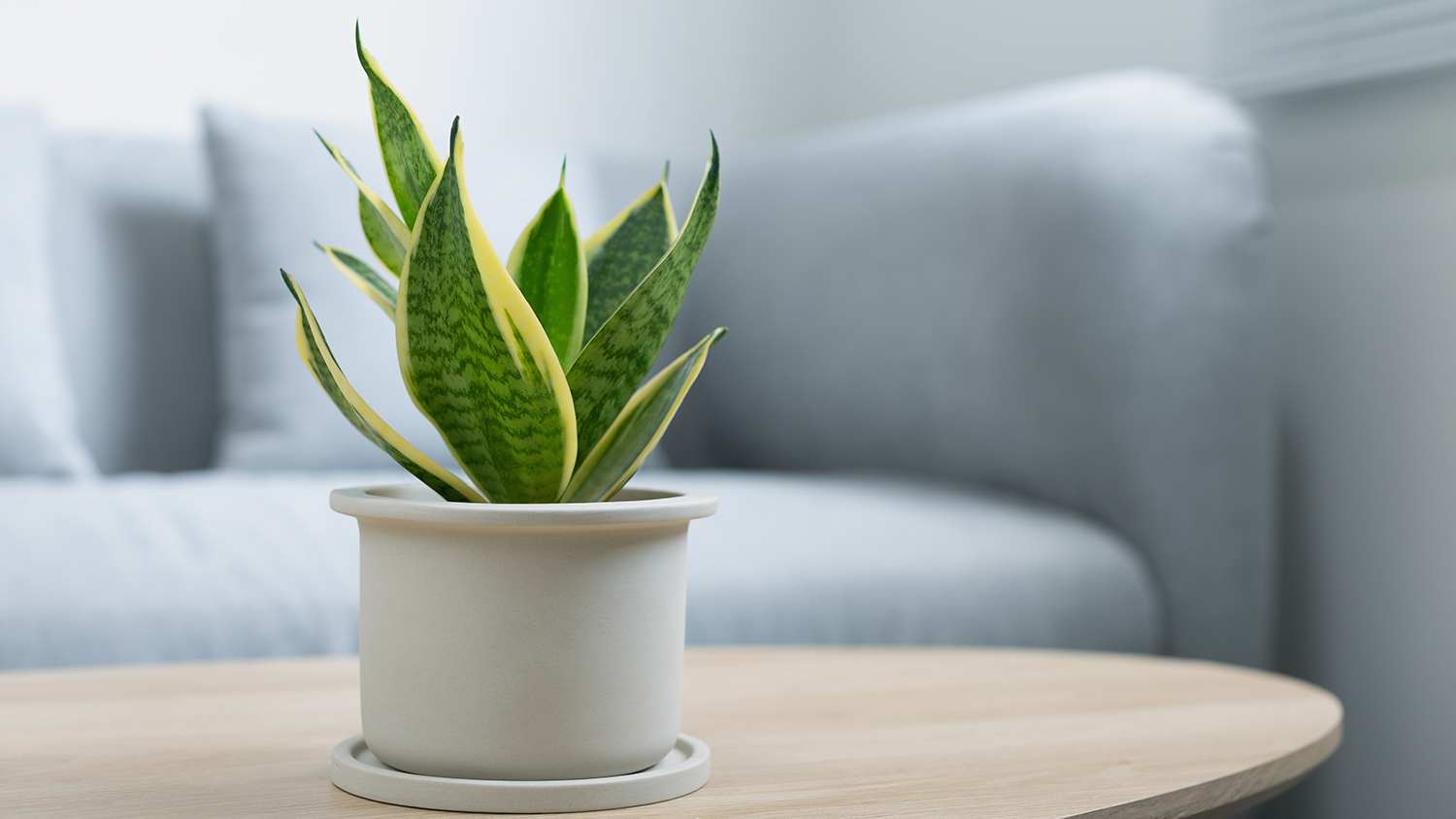 Living room table snake plant
