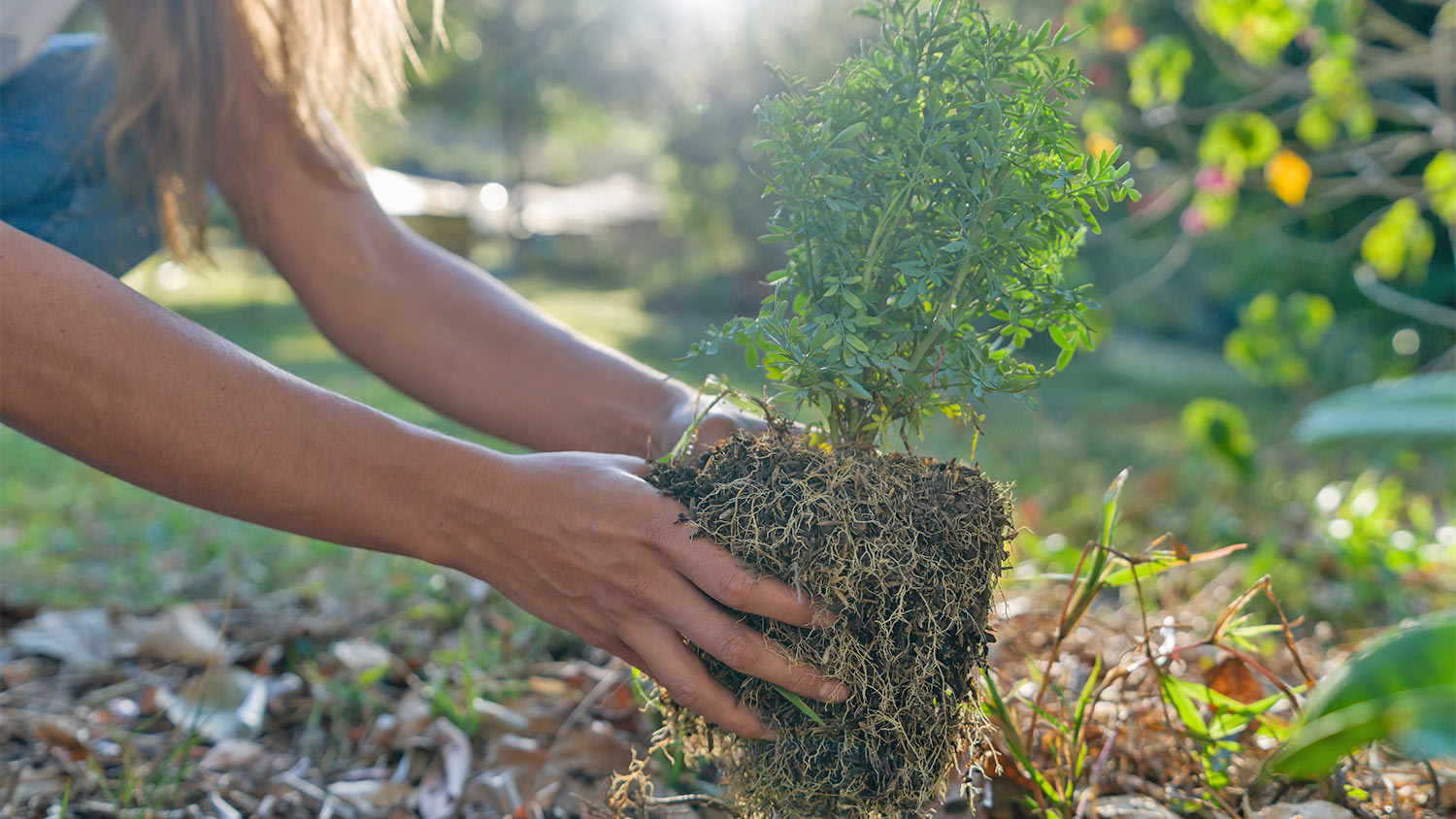 Plant shrub in ground