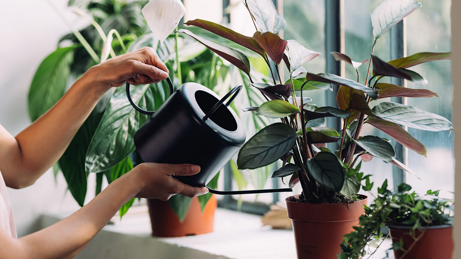 Woman watering plants on window sill
