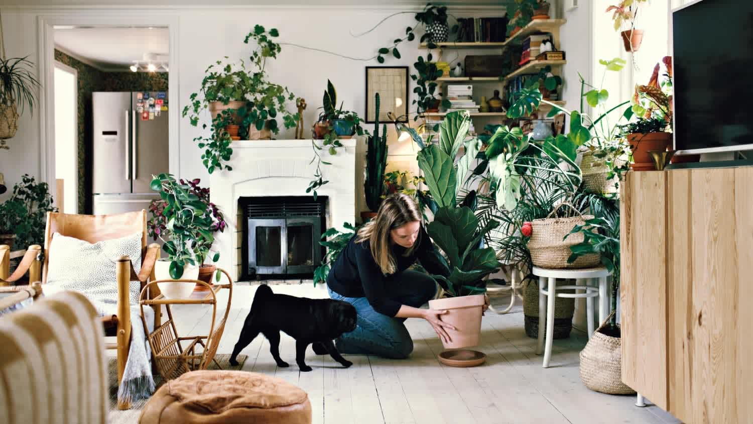 A woman crouching by pug while positioning potted plant on plate