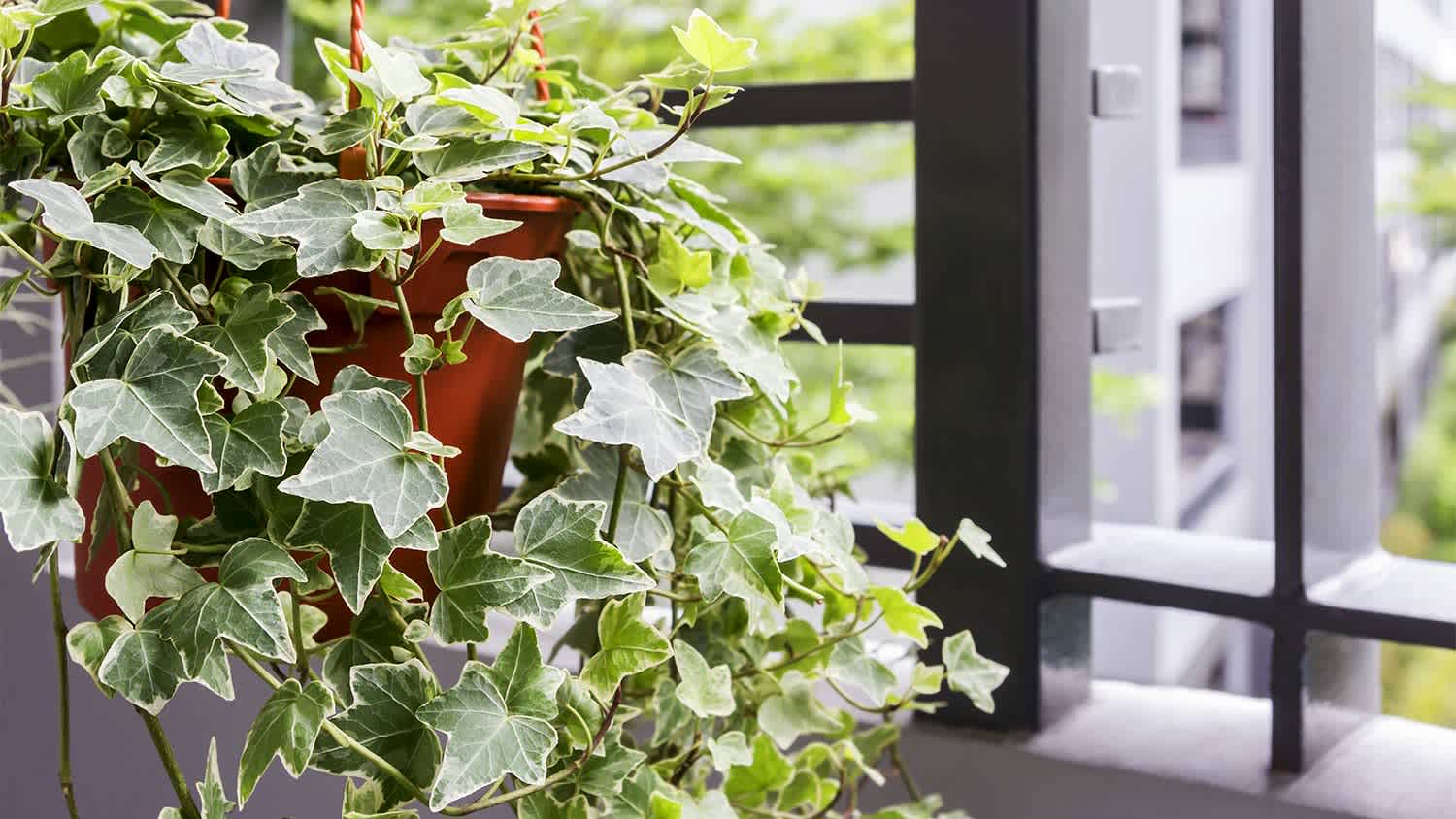 Green ivy plant window