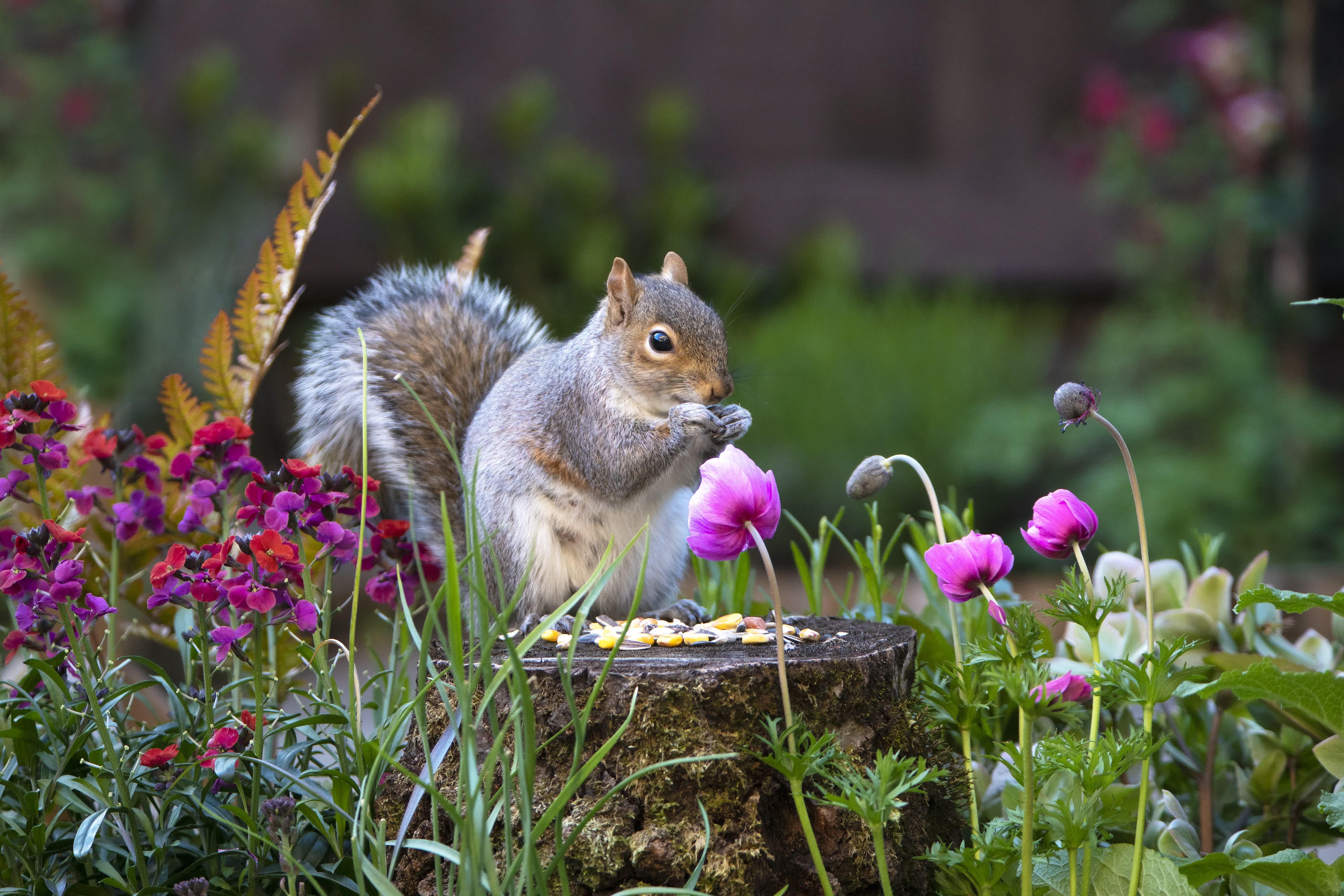 Squirrel sits in a garden of flowers while feeding on seeds